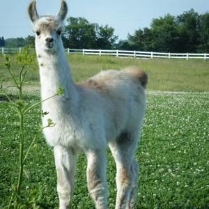Meet your Posher, Virginia